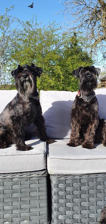 The Sleeping Dog Room At The Grumpy Schnauzer Bnb Huge Room, Luxe Suite, Private Hot Tub, Breakfast, Gym, Games Room, Farm Stay, Amazing Airdrie Exterior foto